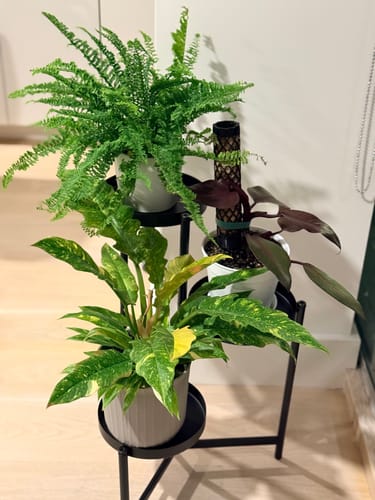 Customer photo review of Fern Boston Nephrolepis exaltata 'Fluffy Ruffles'