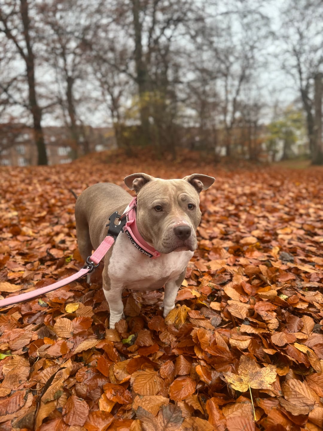 Customer photo review of 5cm Lighter Combat® Collar | With Handle Secure Clip - Pink x Pink