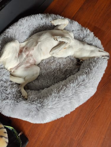 Customer photo review of Puppery Hundebett Wolke 7 - Das Original