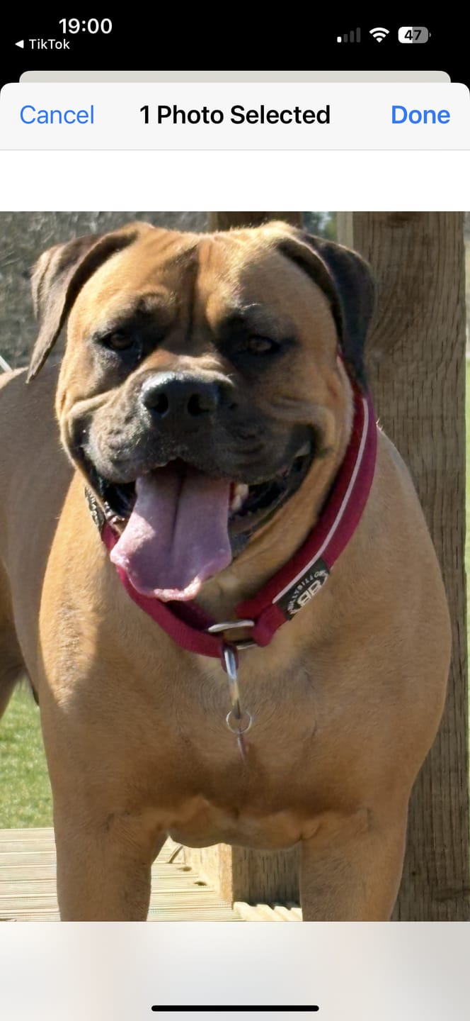 Customer photo review of 5cm Slip on Collar | Foam Padded - Burgundy
