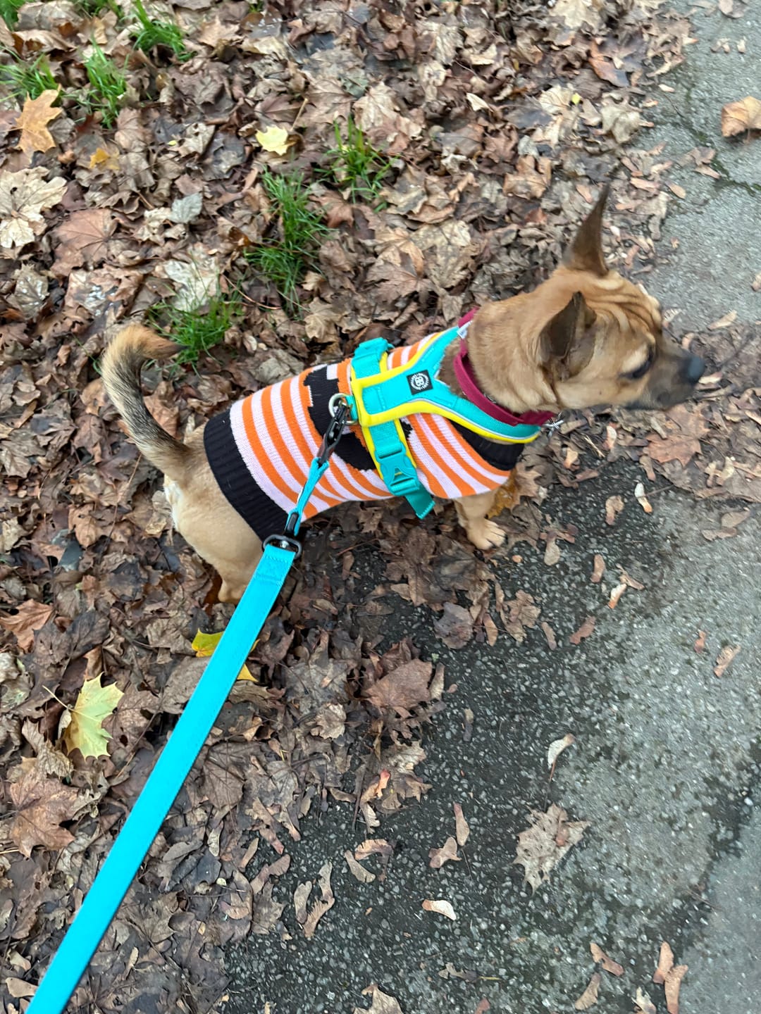 Customer photo review of Slip on Harness | Foam Padded - Turquoise x Yellow