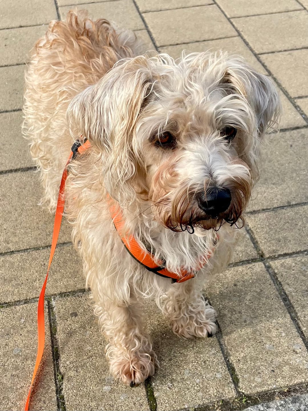 Customer photo review of Allergietest Pro Hund