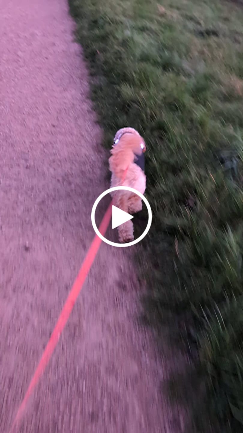 Customer video review of TrekBright® Dog Safety Light