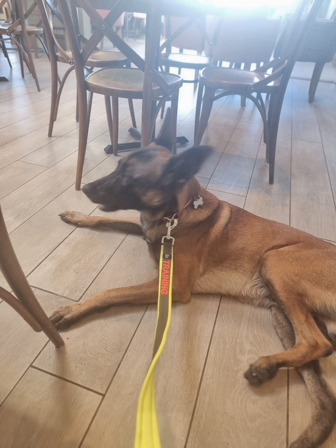 Customer photo review of Neoprene Dog lead with Name - L/XL | 4Kyon