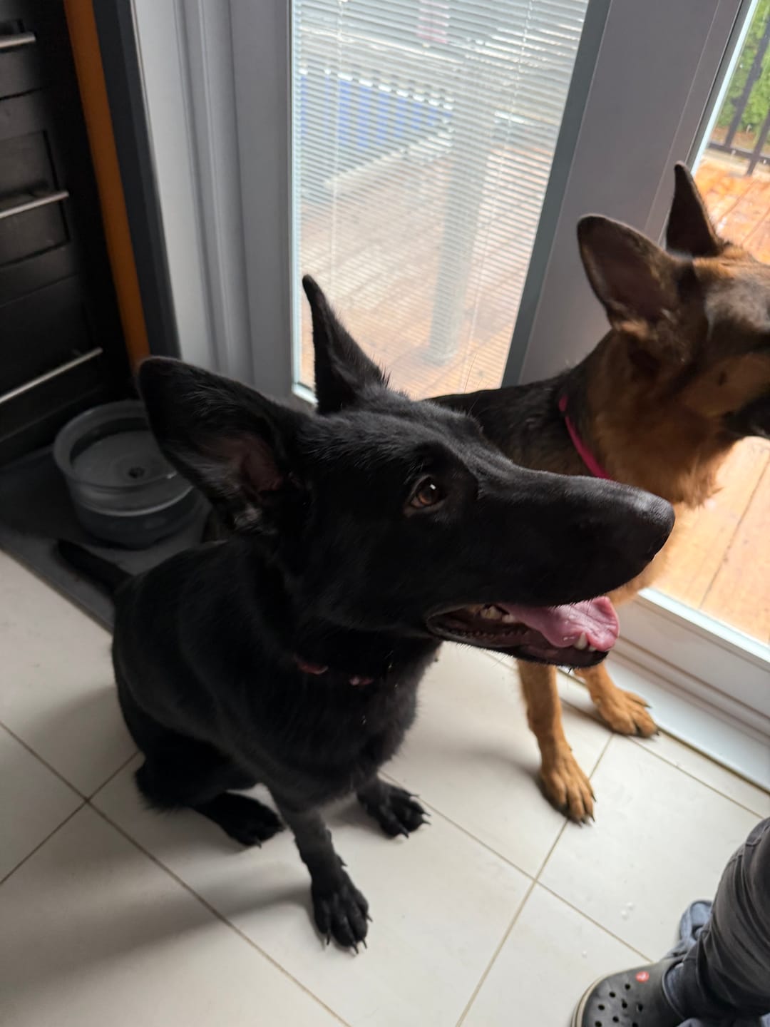 Customer photo review of Horizon Taiga - Nourriture pour chien économique 35 lbs