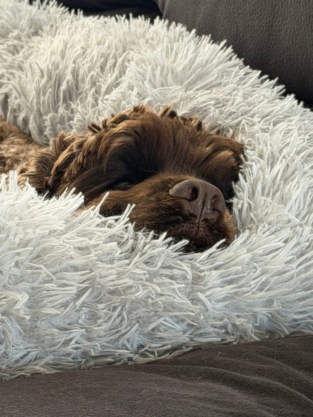 Customer photo review of Calming Couch Bed