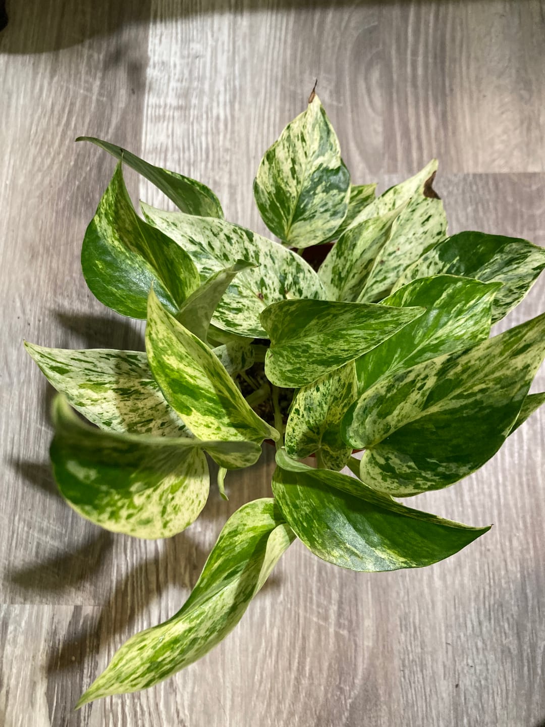 Customer photo review of Pothos Epipremnum aureum 'Marble Queen'