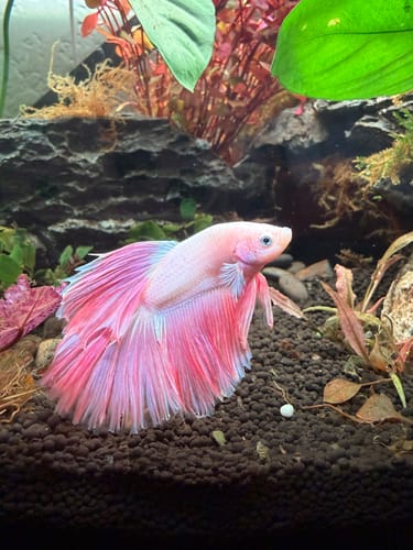 Customer photo review of Pink Halfmoon Male Betta Fish | You Pick Fish | Order Directly From Farm