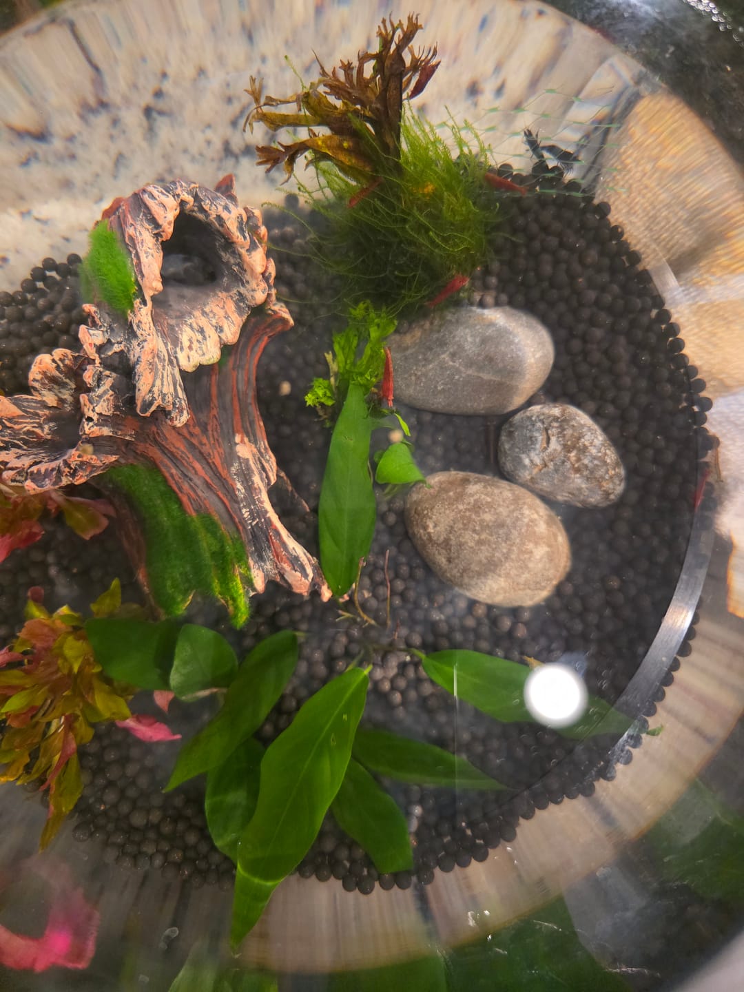 Customer photo review of Shadow Panda Shrimp