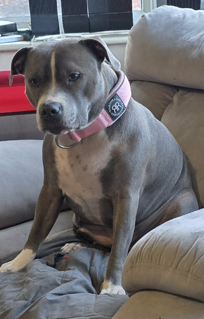 Customer photo review of 5cm Slip on Collar | Foam Padded - Pink