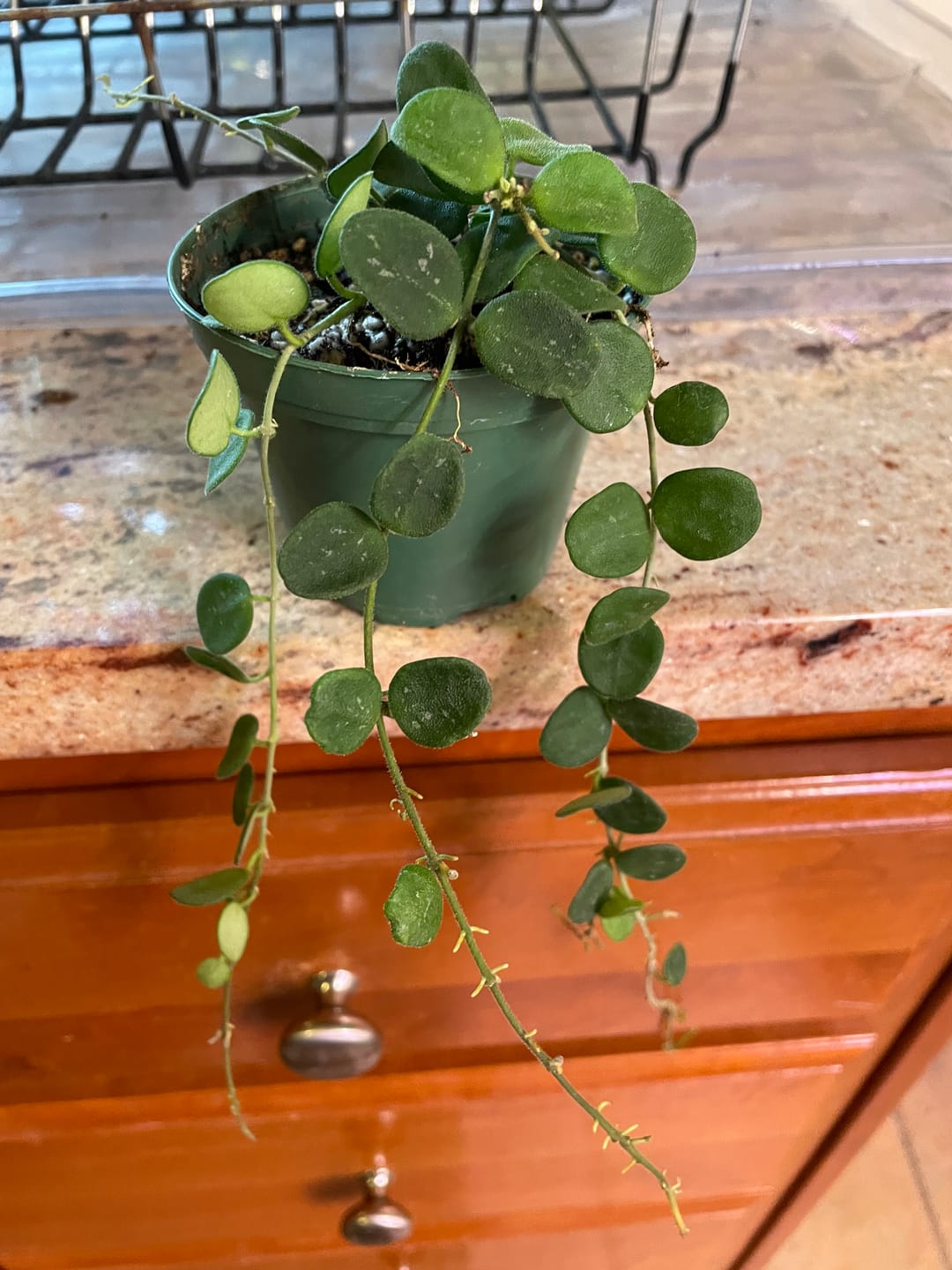 Customer photo review of Hoya serpens