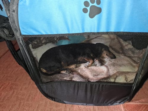Customer photo review of Hordozható Kutya Kennel és Kisállat járóka
