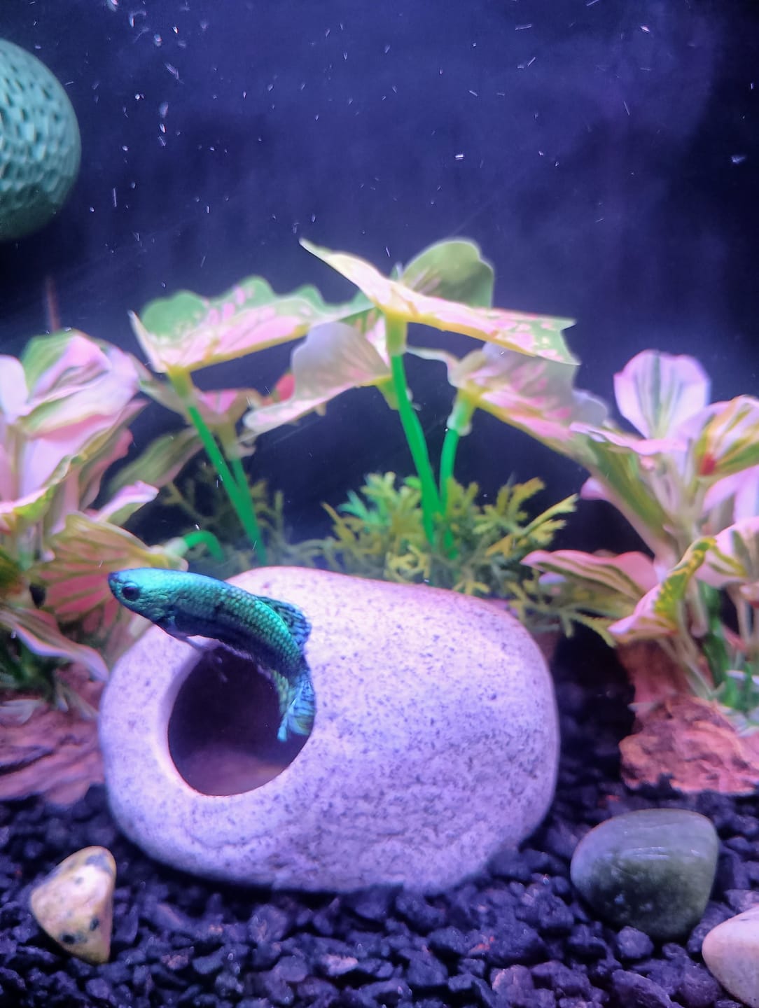 Customer photo review of Wild Alien Green Male Betta Fish