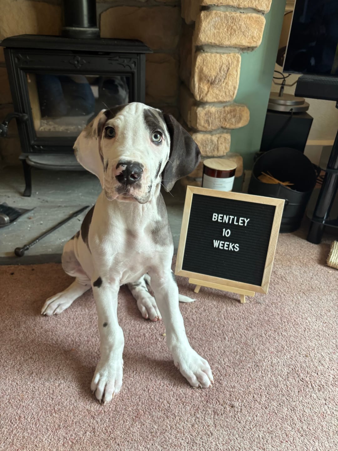 Customer photo review of Norwegian Salmon Oil For Dogs & Cats