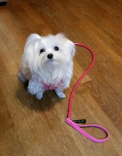 Customer photo review of Longest No Pull Leash - Wacky Walk'r