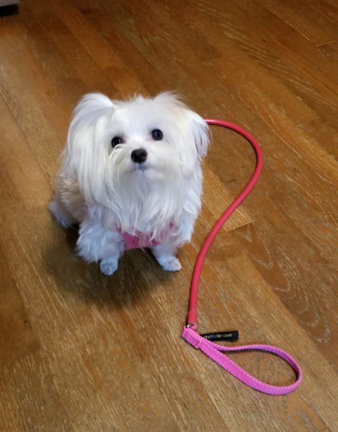 Customer photo review of WUNDERleash – The Original No-Pull Dog Leash