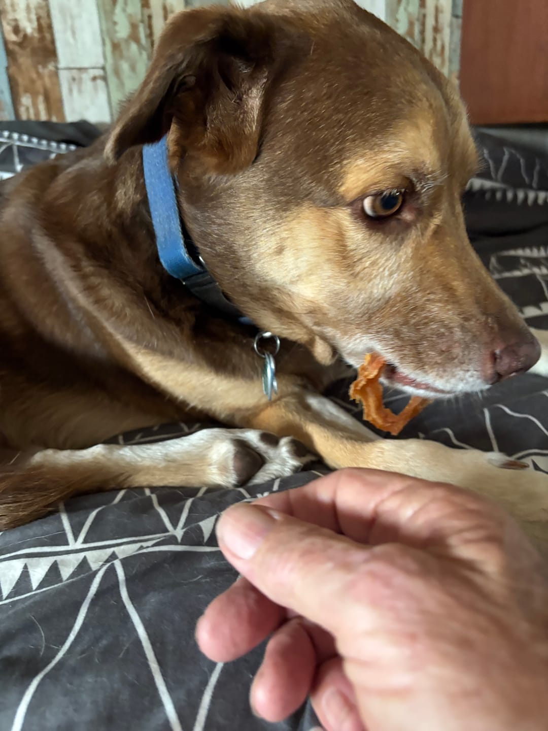 Customer photo review of USA Turkey Rings