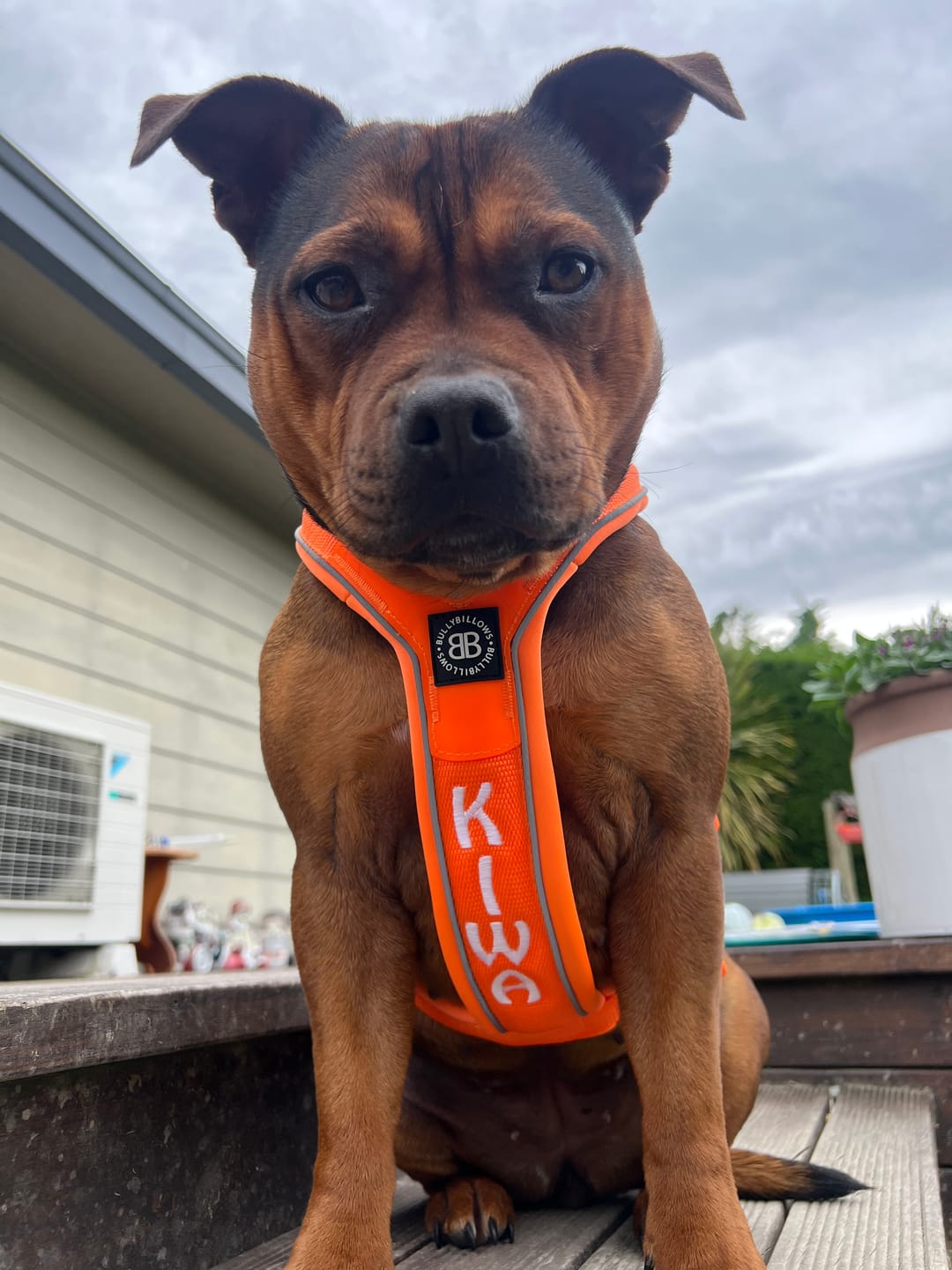 Customer photo review of Slip on Harness | Foam Padded - Orange
