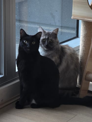 Customer photo review of 3 Month Supply - 2 Cats