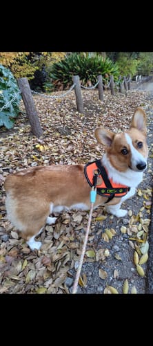 Customer photo review of FunFunPet 高機能ハーネス（お名前タグ作成サービス付き）