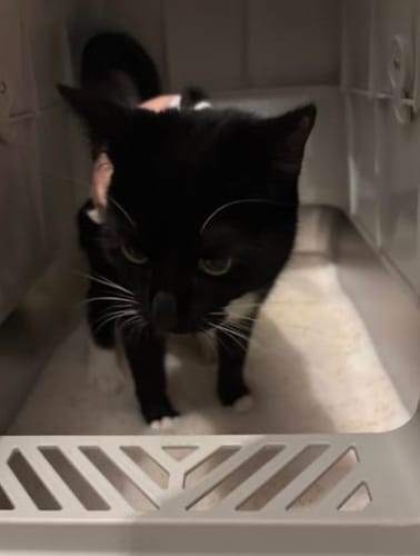 Customer photo review of 1 Month Supply – 2 Cat