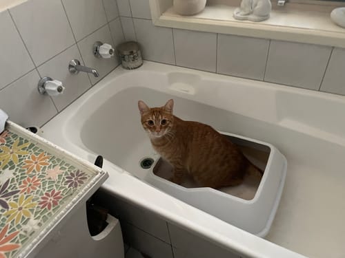 Customer photo review of 1 Month Supply - 1 Cat - One-Time Purchase