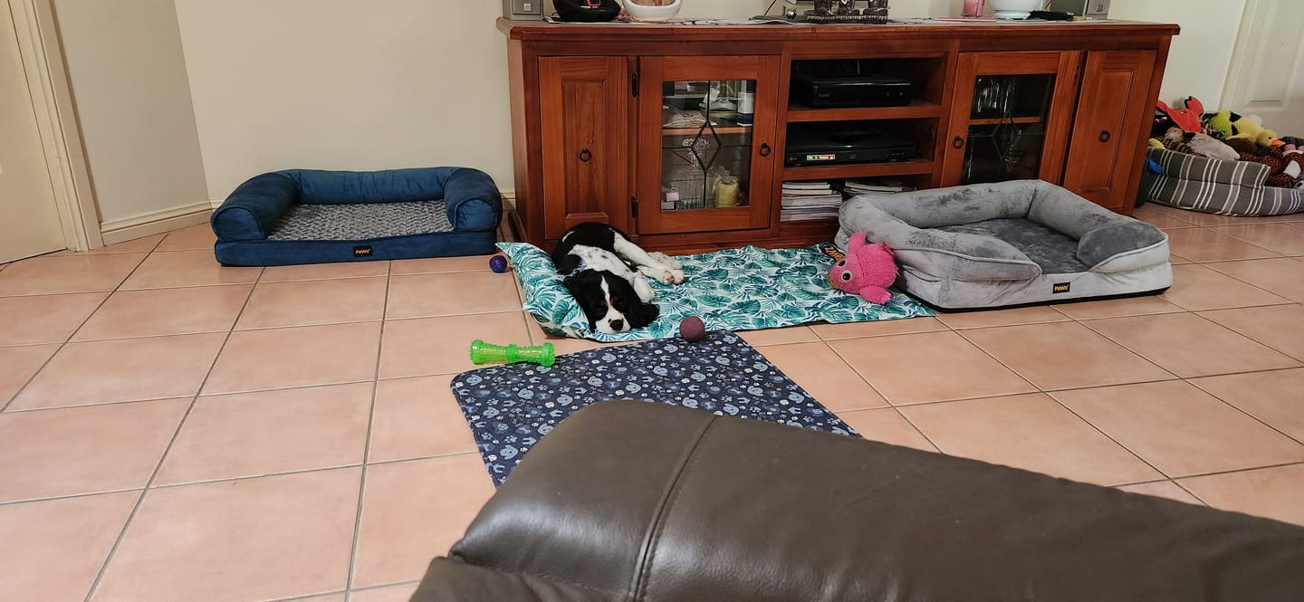 Customer photo review of Dog Summer Cooling Mat