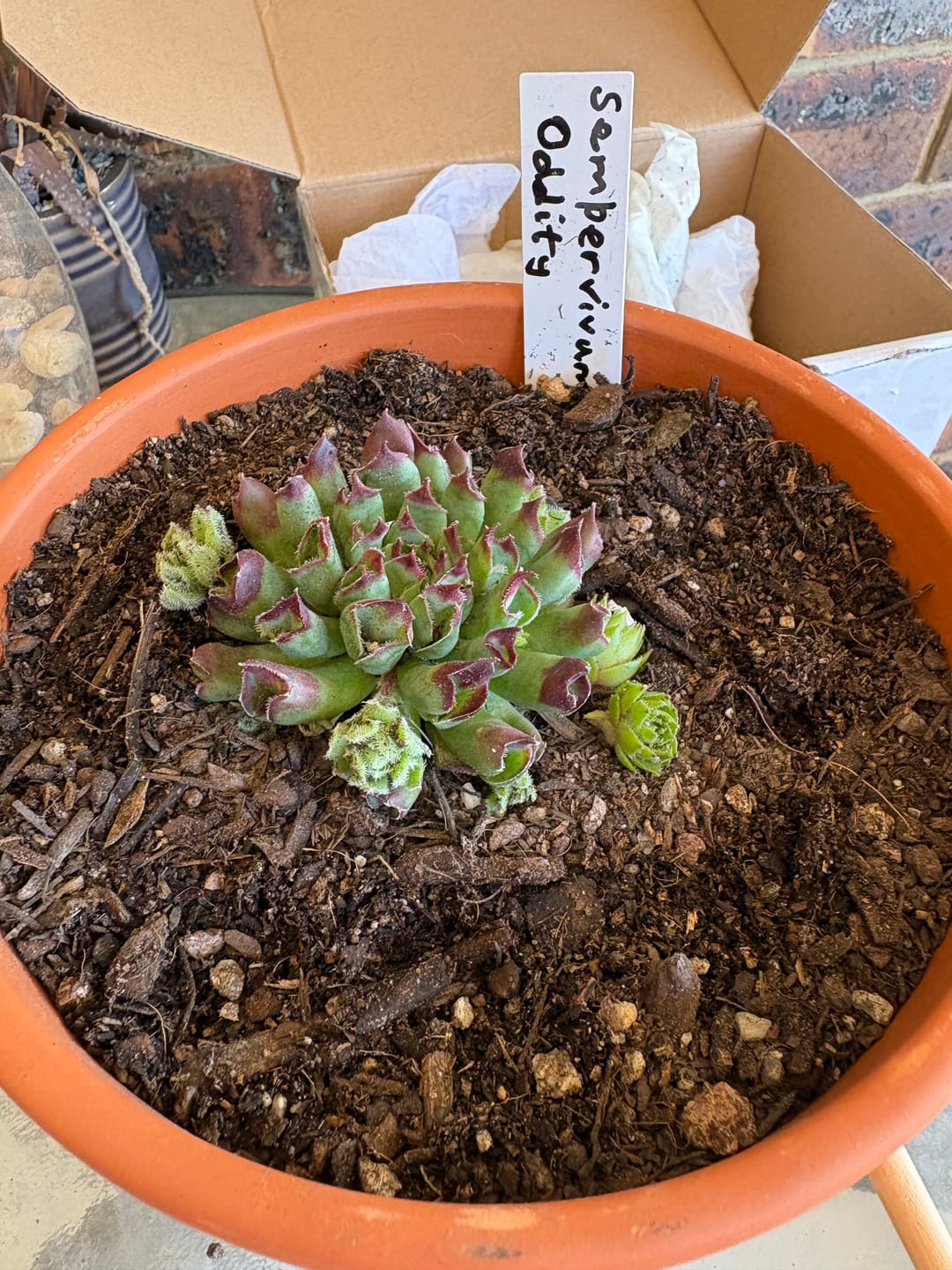 Customer photo review of Sempervivum Oddity