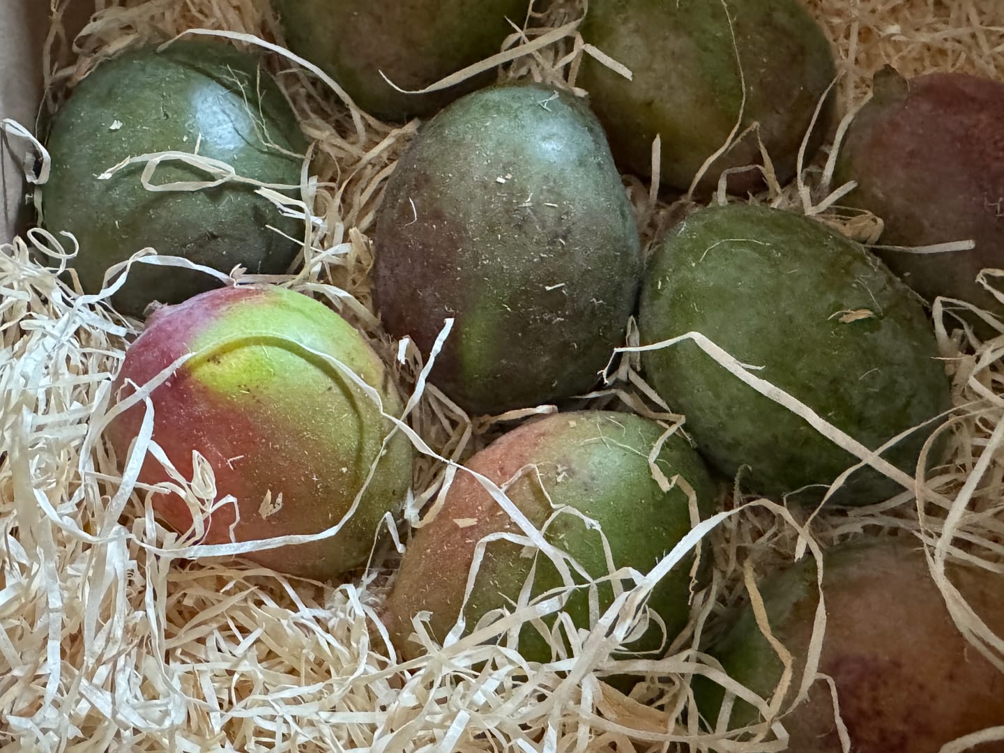 Customer photo review of Mini-Mango Keitt Bio Sonderpreis %