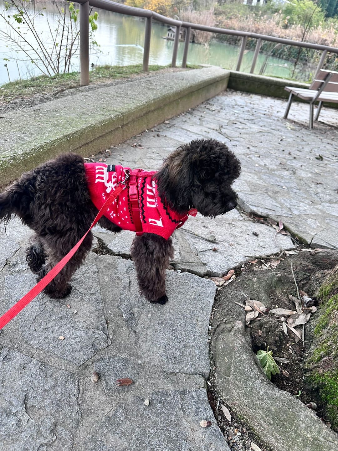 Customer photo review of Knit Christmas Dog Sweater - Dasher Red
