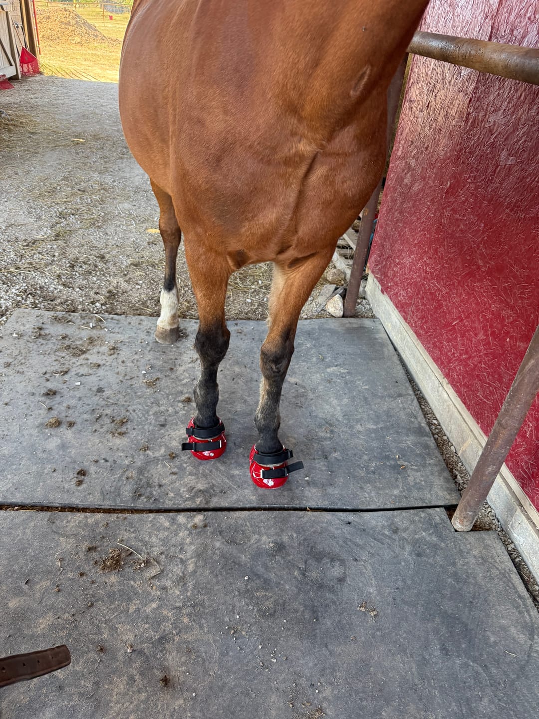 Customer photo review of Renegade® Viper Shield™ Hoof Boot - Dragon Fire Red