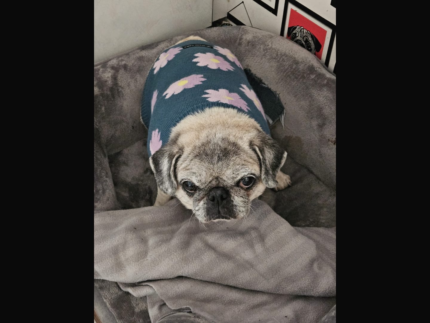Customer photo review of Flower Knit Dog Sweater