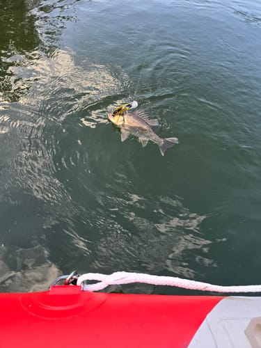 Customer photo review of Old Mate Lures - 15ft
