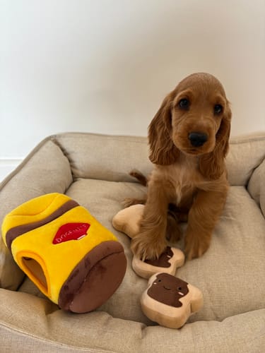 Customer photo review of BURROW DOGEMITE WITH MINI TOASTS