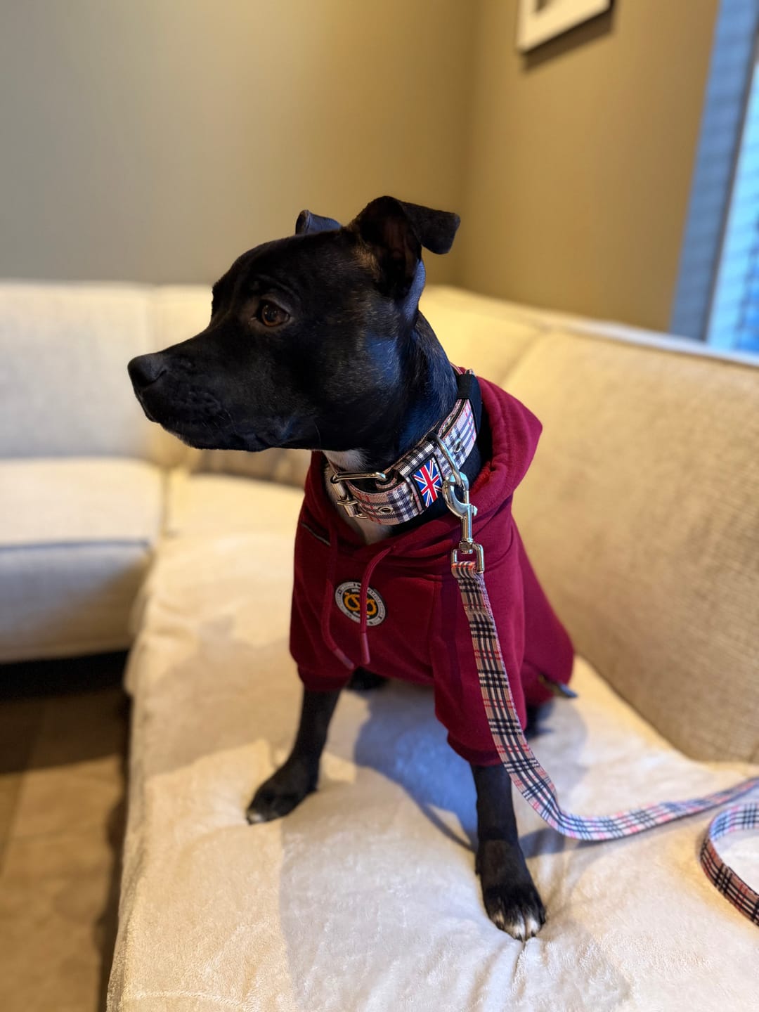 Customer photo review of Staffordshire Bull Terrier 1935® Hoodies - Burgundy