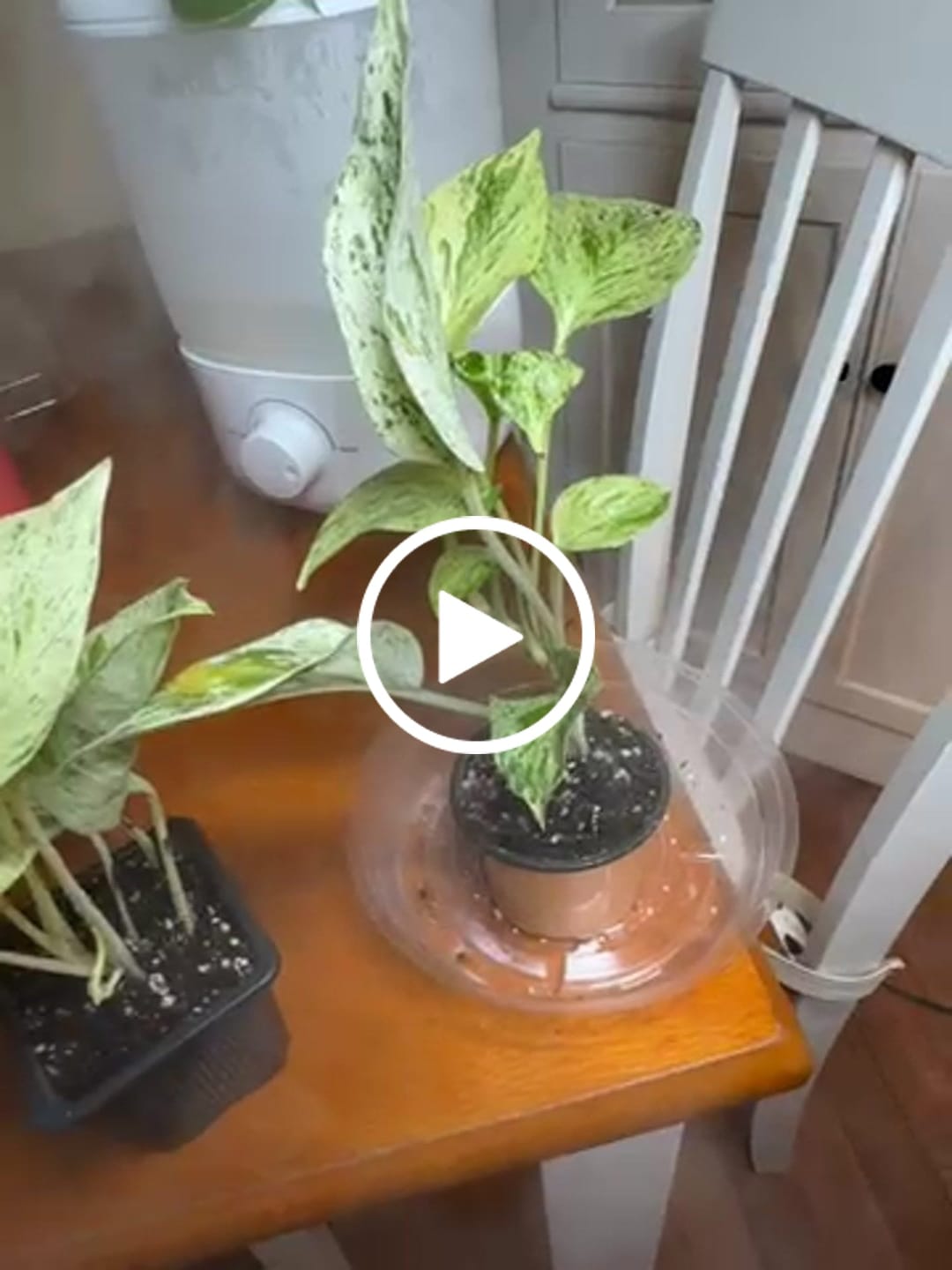 Customer video review of Snow Queen Pothos Single Starter Plant in a 1.5" Pot - Epipremnum Aureum 'Snow Queen' - Variegated Pothos -  Office Plant, Gift Plant