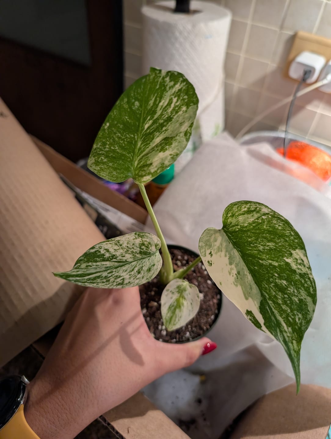 Customer photo review of Monstera 'Mint'