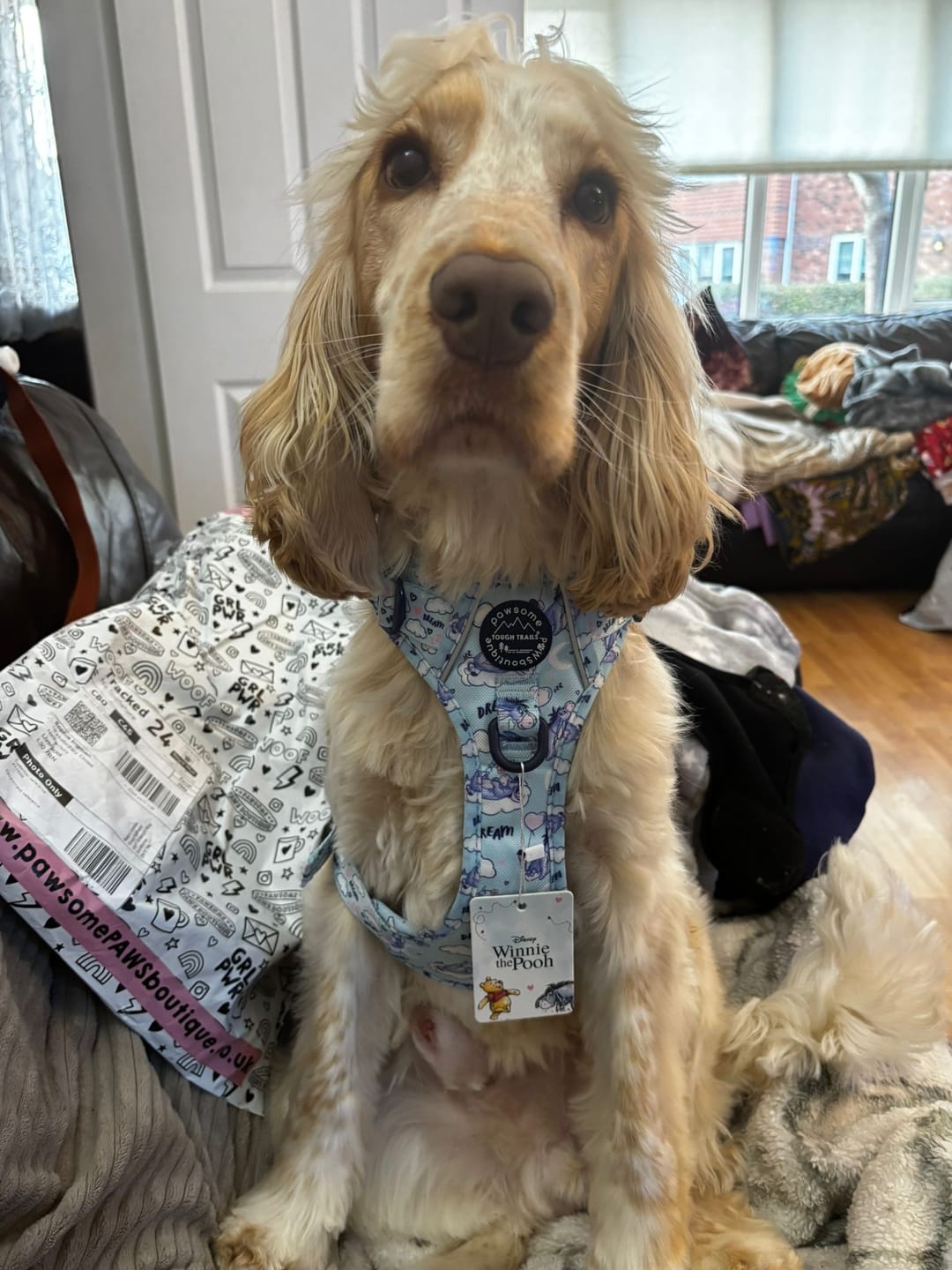 Customer photo review of Disney© Tough Trails™ Harness - Eeyore