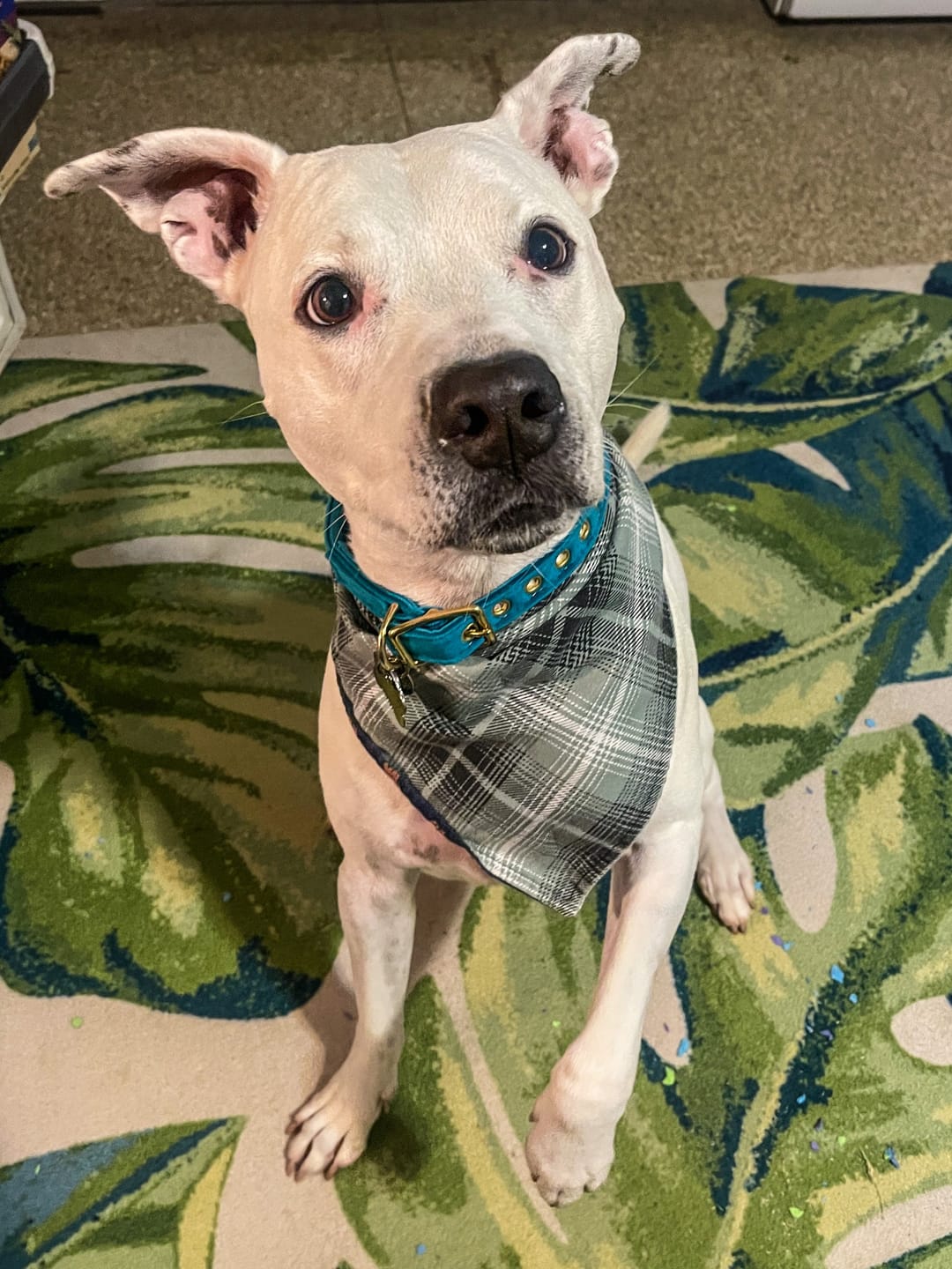 Customer photo review of Aqua Washable Velvet Cat & Dog Collar