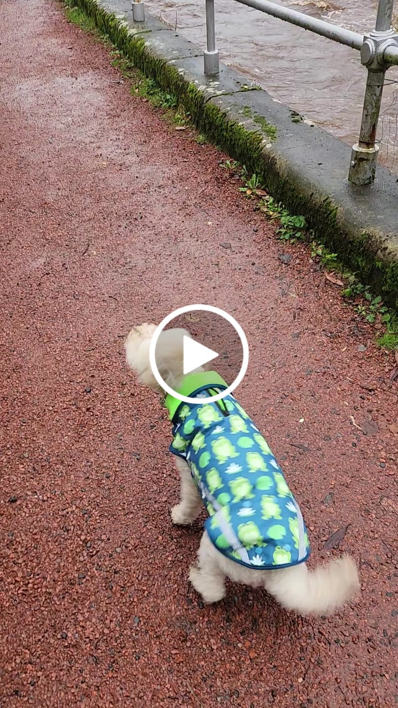 Customer video review of Rain Jacket - Frogging Fabulous