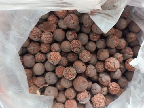 Customer photo review of Pure Rudraksha Fruits – Blessed by Nature, Cherished by Devotion