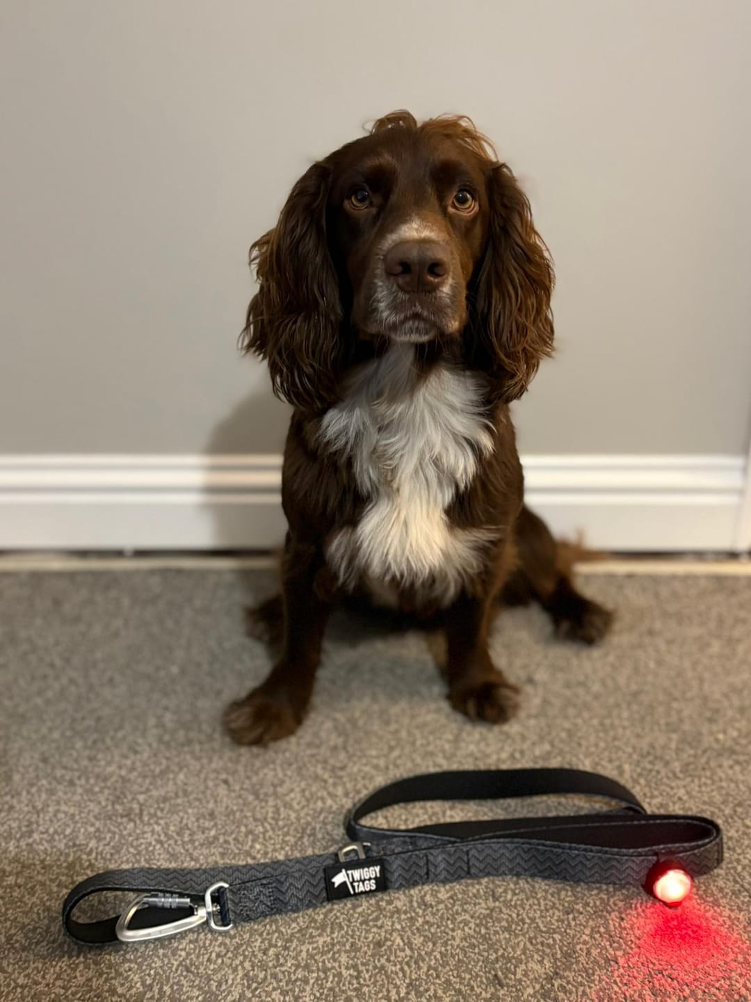 Customer photo review of TrekBright® Dog Safety Light