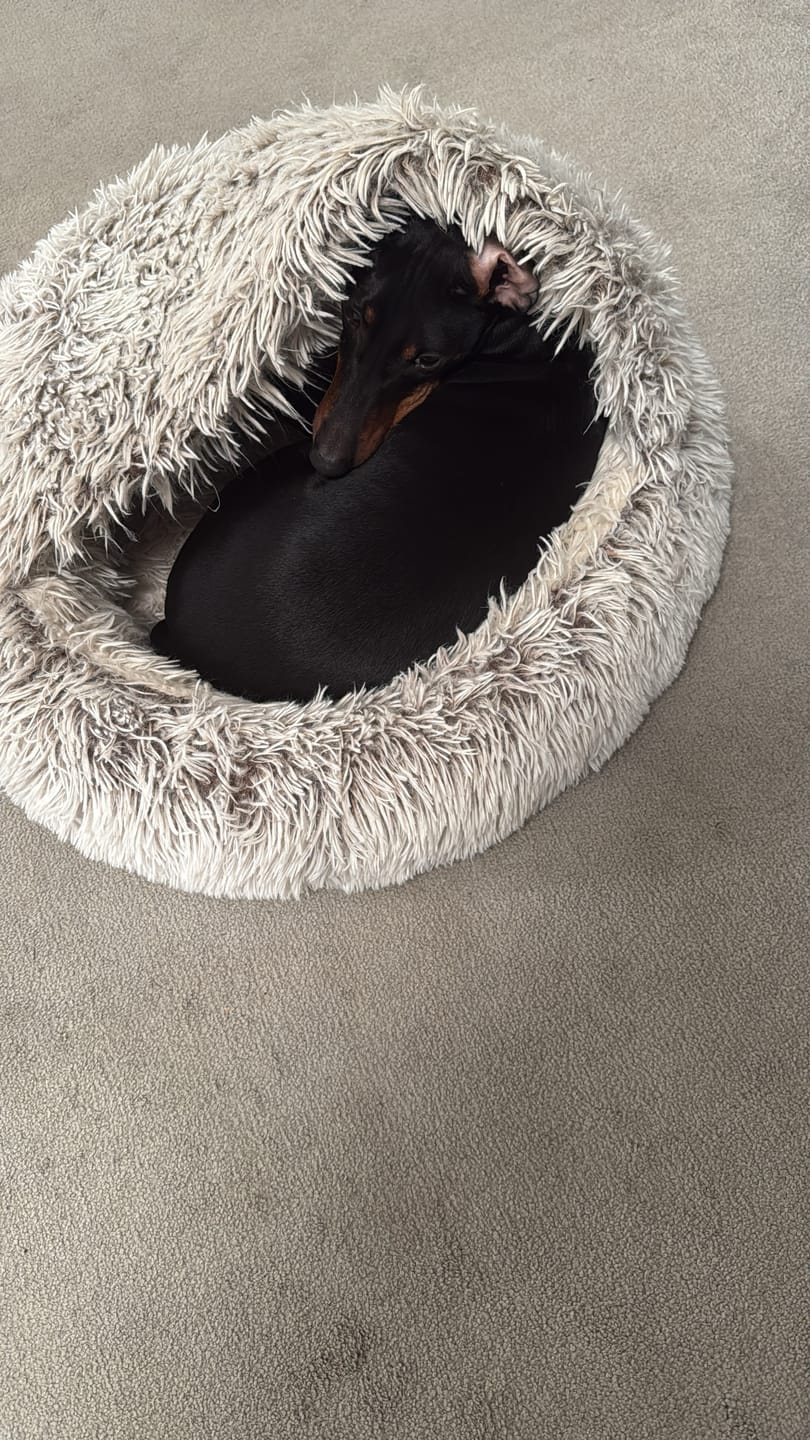 Customer photo review of Burrow Buddy™ - Pet Bed