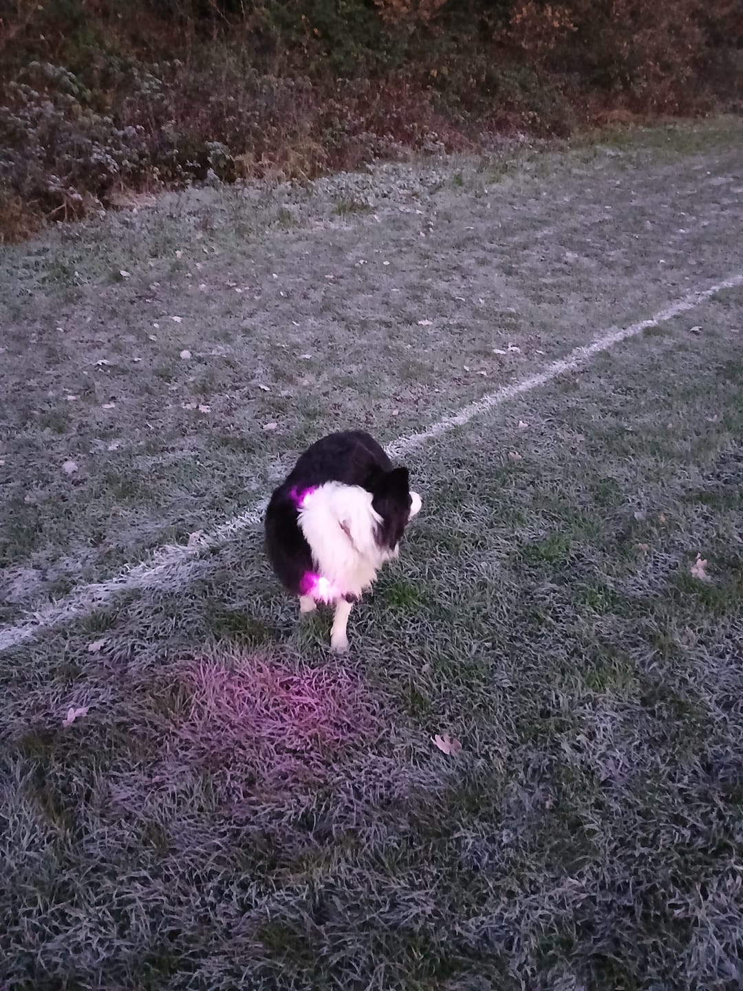 Customer photo review of TrekBright® Dog Safety Light