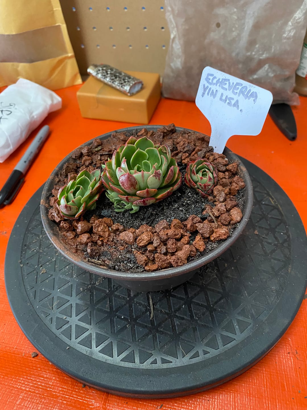 Customer photo review of Echeveria 'Yin Lisa'