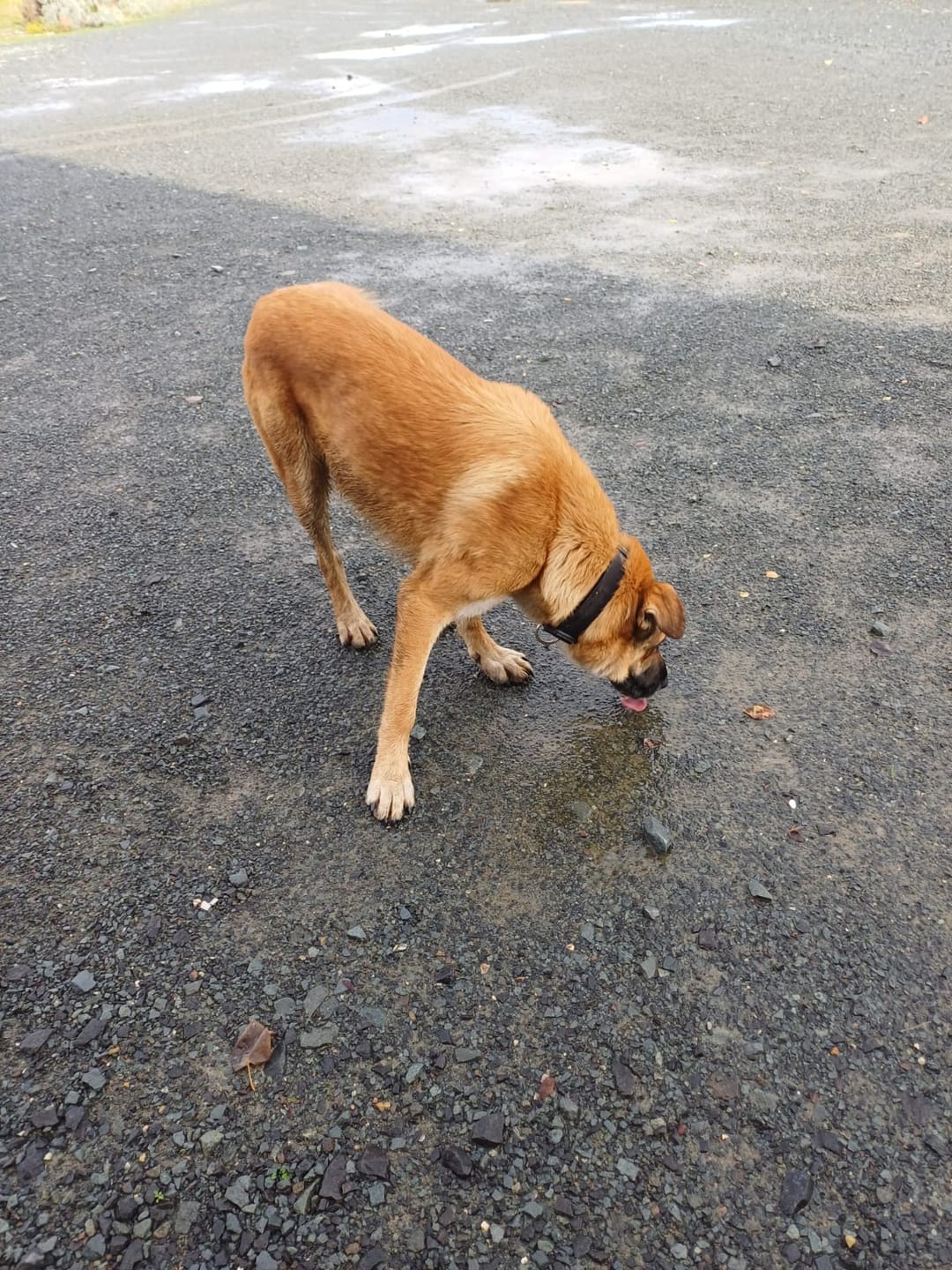 Customer photo review of 4cm Combat® Collar | Rated Clip - NO HANDLE - Black