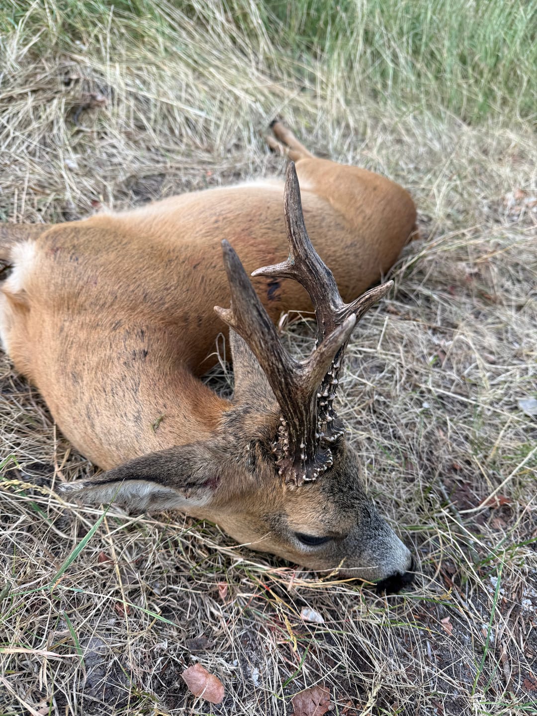 Customer photo review of Salzspray Anis - Lockmittel Rehwild, Schwarzwild, Rotwild und Damwild