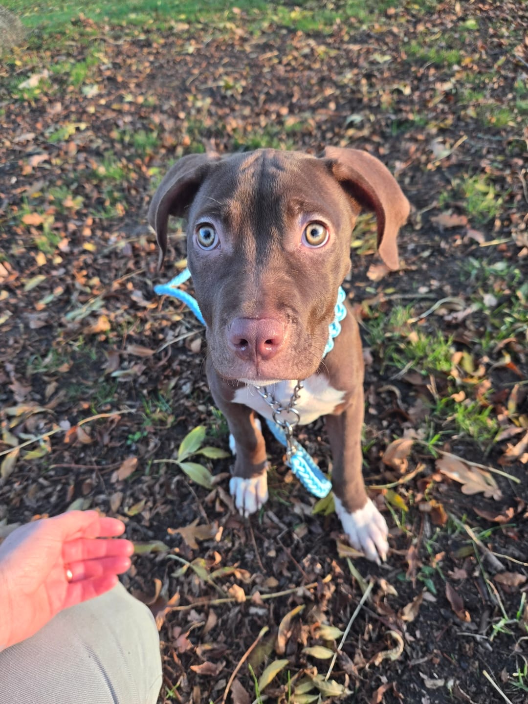 Customer photo review of Paracord Rope Lead Set