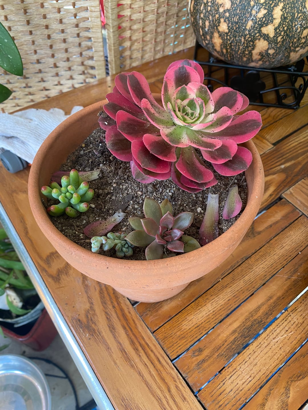 Customer photo review of Aeonium 'Pink Witch'