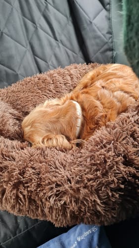 Customer photo review of Puppery Hundebett Wolke 7 - Das Original